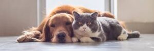 Pets dog and cat