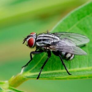 Image of a flies (Diptera) on green leaves. Insect Animal